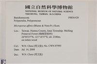 相鄰小孔菌藏品圖，第2張