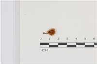 小菇屬藏品圖，第3張