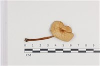 登錄號:F0036422藏品圖，第1張