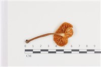 登錄號:F0036422藏品圖，第3張