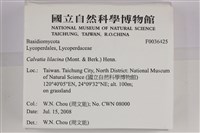 紫色禿馬勃藏品圖，第2張