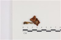 登錄號:F0036426藏品圖，第1張