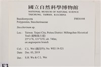 齒耳菌屬藏品圖，第2張