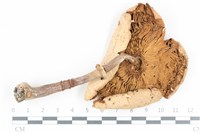 登錄號:F0036453藏品圖，第3張