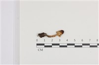 登錄號:F0036455藏品圖，第1張