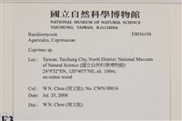 鬼傘屬藏品圖，第2張