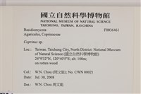 鬼傘屬藏品圖，第2張