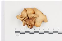 登錄號:F0036462藏品圖，第3張