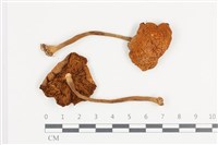 登錄號:F0036463藏品圖，第1張