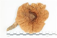 登錄號:F0036464藏品圖，第1張