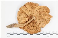 登錄號:F0036464藏品圖，第3張