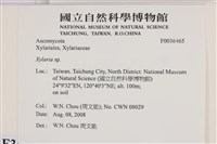 炭角菌屬藏品圖，第2張