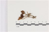 登錄號:F0036467藏品圖，第1張