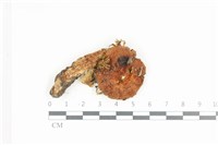 登錄號:F0036472藏品圖，第1張