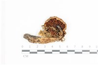 登錄號:F0036472藏品圖，第3張