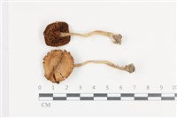 登錄號:F0036473藏品圖，第1張