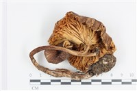 登錄號:F0036475藏品圖，第3張