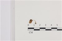 登錄號:F0036477藏品圖，第1張
