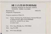 寬鱗多孔菌藏品圖，第2張