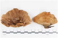 登錄號:F0036479藏品圖，第1張