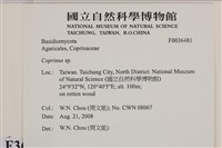 鬼傘屬藏品圖，第2張