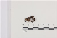 鬼傘屬藏品圖，第1張