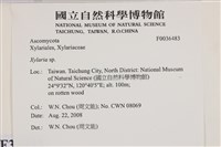 炭角菌屬藏品圖，第2張