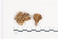 登錄號:F0036485藏品圖，第1張