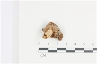 登錄號:F0036486藏品圖，第3張