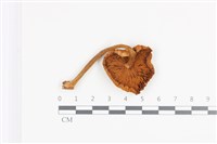 登錄號:F0036488藏品圖，第3張