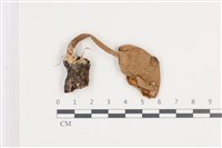 登錄號:F0036489藏品圖，第1張