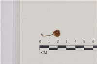 登錄號:F0036492藏品圖，第1張
