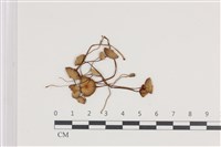 登錄號:F0036493藏品圖，第1張