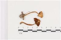 登錄號:F0036494藏品圖，第1張