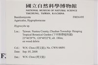 濕傘屬藏品圖，第2張