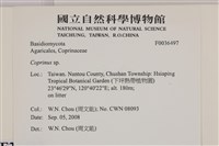 鬼傘屬藏品圖，第2張