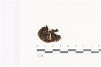 鬼傘屬藏品圖，第3張