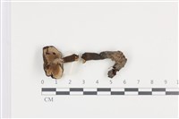 登錄號:F0036498藏品圖，第3張