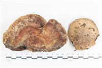 登錄號:F0036499藏品圖，第1張
