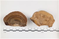 登錄號:F0036500藏品圖，第1張