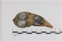登錄號:F0036501藏品圖，第1張