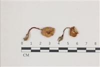 登錄號:F0036502藏品圖，第1張