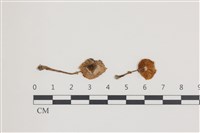 登錄號:F0036503藏品圖，第1張