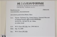 毛木耳藏品圖，第2張