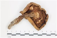 登錄號:F0036506藏品圖，第3張