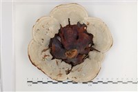 登錄號:F0036507藏品圖，第3張