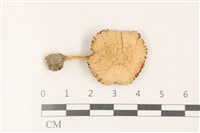 登錄號:F0036511藏品圖，第1張