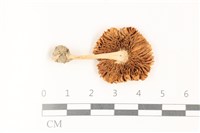 登錄號:F0036511藏品圖，第3張