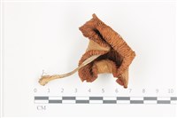 登錄號:F0036512藏品圖，第1張