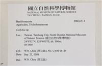 登錄號:F0036513藏品圖，第2張